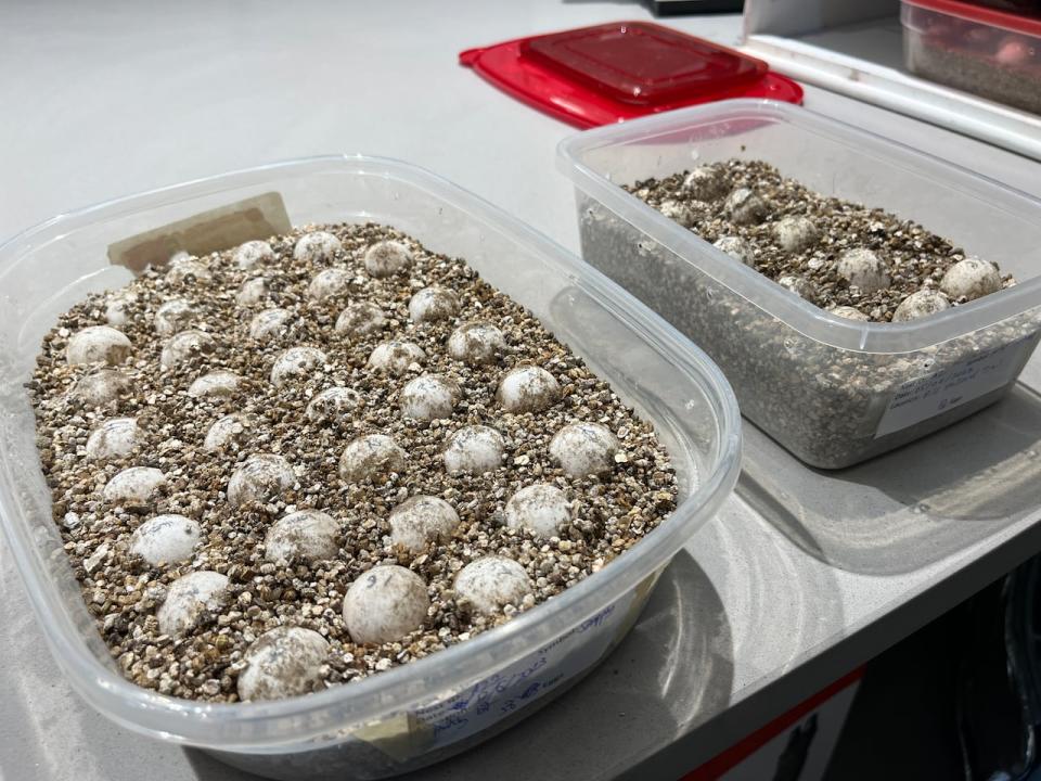 These containers of turtle eggs gathered at Petrie Island are being incubated at the Ottawa Riverkeeper offices just off the Sir-George-Étienne-Cartier Parkway in Rockcliffe.