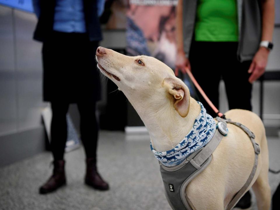 Eight year old greyhound mix Kossi can identify the scent in just seven minutes.  (Lehtikuva via Reuters)