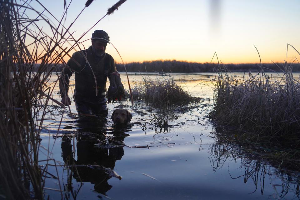 Bryan Muche and Pep, his Chesapeake Bay retriever, return to a blind in cattails after making a retrieve during a duck hunt at Horicon Marsh State Wildlife Area in Horicon.