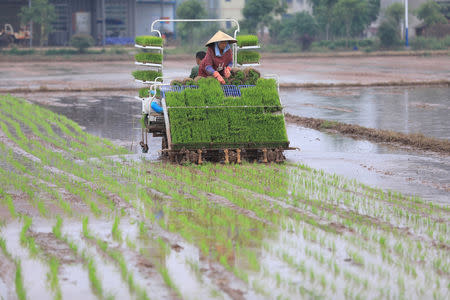 FILE PHOTO: Farmers transplant rice seedlings with a rice transplanter at a paddy field in Hengyang, Hunan province, China April 20, 2018. REUTERS/Stringer