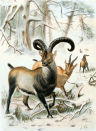 <p>The Pyrenean Ibex officially went extinct in 2000, before being 'resurrected' nearly a decade later in 2009. Scientists used DNA taken from preserved epidermal samples to create a clone of a female Pyrenean Ibex, which was able to make it through gestation and even birth before dying shortly after of lung deformities.</p><p><strong>Cause of Extinction:</strong> extensive hunting during the 19th century.</p>