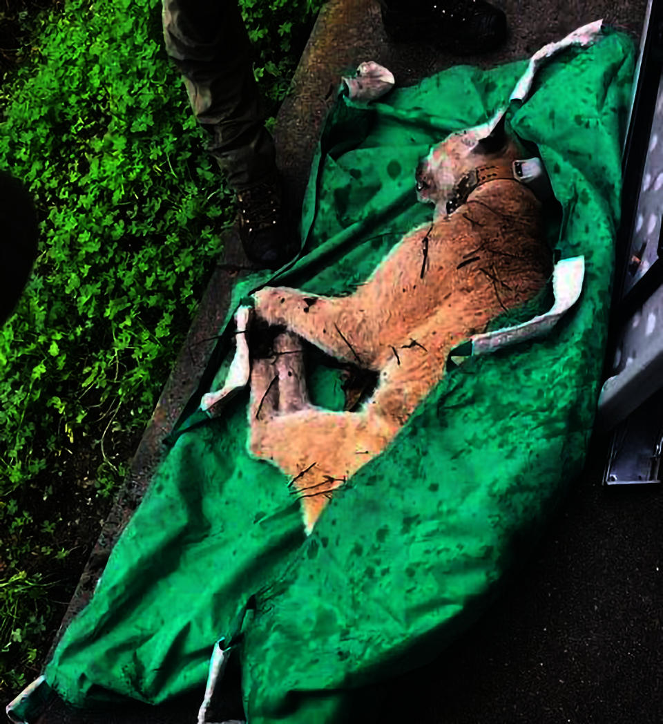 In this photo provided by The California Department of Fish and Wildlife (CDFW) a mountain lion known as P-22, is transported to a wild animal care facility for a full health evaluation on Monday, Dec. 12, 2022, in the Hollywood Hills. Southern California's most famous mountain lion, known for roaming across freeways and making a sprawling Los Angeles park his home, was captured by wildlife officials who said they want to examine the big cat after he killed a dog that was being walked in the Hollywood Hills. (The California Department of Fish and Wildlife, via AP, File)