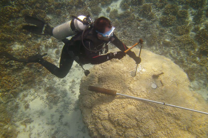 A member of Braddock Linsley's research team drills a coral core in Panama, March 2018