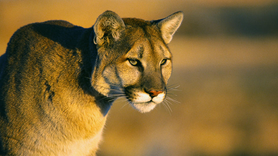 A jogger in the US has managed to kill a mountain lion with his bare hands after he was attacked by the big cat on a trail. Source: File image/Getty