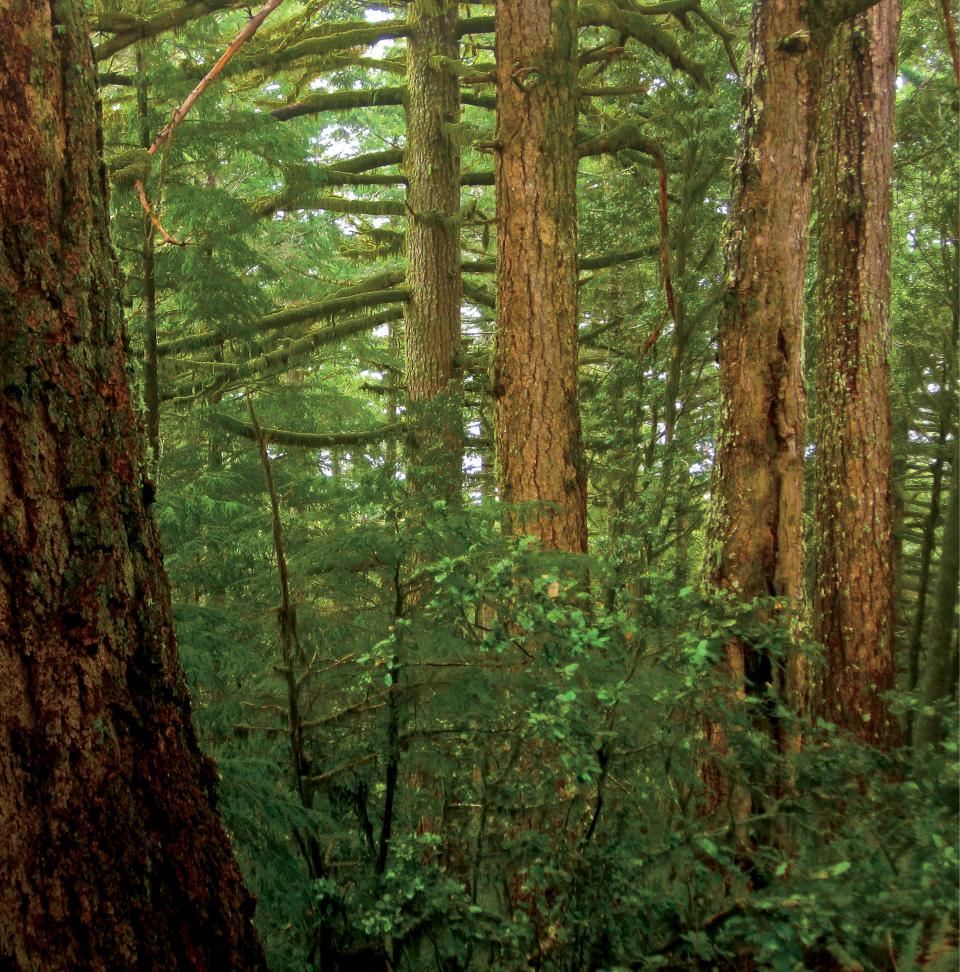 Covered with old growth forest, Humbug Mountain rises directly from the ocean on the Oregon coast, rewarding hikers with dramatic Pacific views.