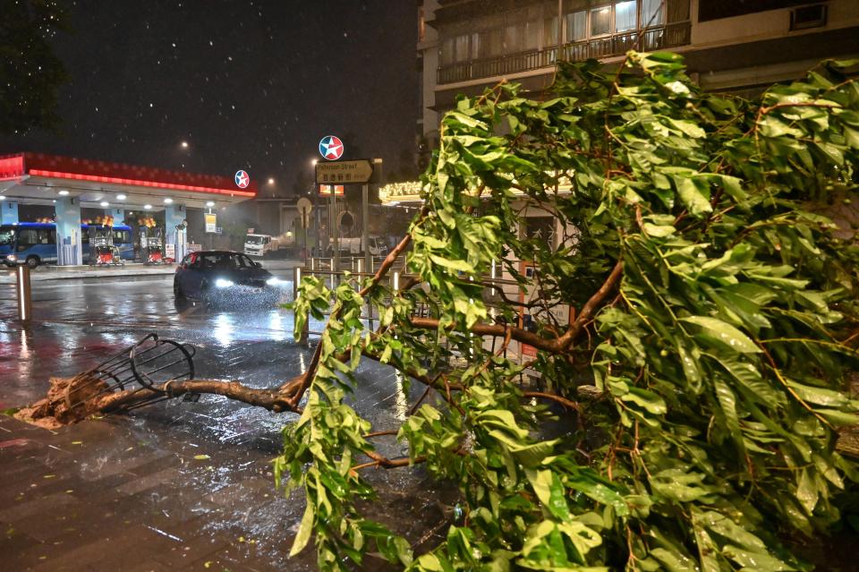 Un arbre déraciné par les vents violents provoqués par le super typhon Saola à Hong Kong le 1er septembre 2023.