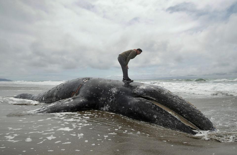 gray whales