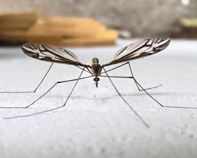 There are a number of flying insects that look like mosquitoes but are not. Crane flies, for example, look like giant, ornate mosquitoes with very long legs. Crane flies cannot bite or sting you. This photo was taken in Ipswich, Mass.