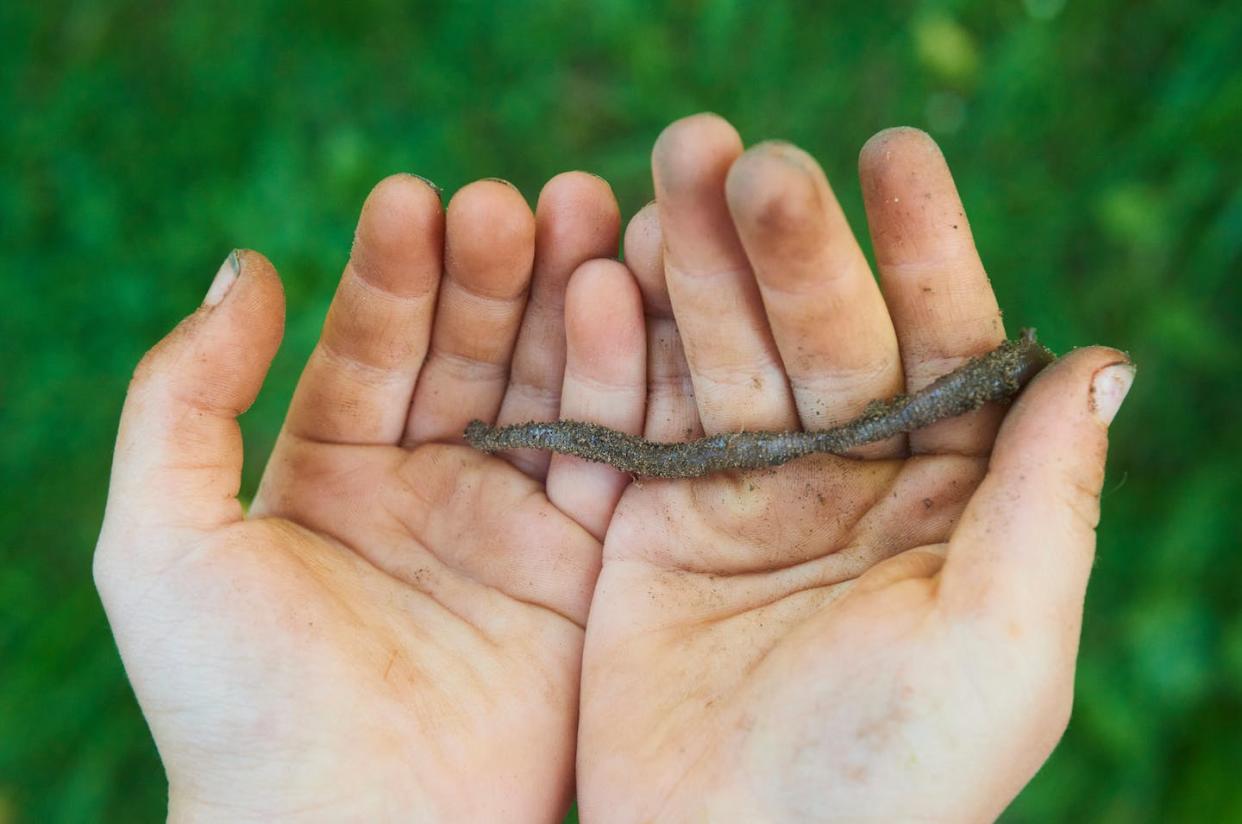 <a href="https://www.shutterstock.com/es/image-photo/child-hands-holding-earthworm-garden-1887558661" rel="nofollow noopener" target="_blank" data-ylk="slk:Shutterstock / Petr Bonek;elm:context_link;itc:0;sec:content-canvas" class="link ">Shutterstock / Petr Bonek</a>