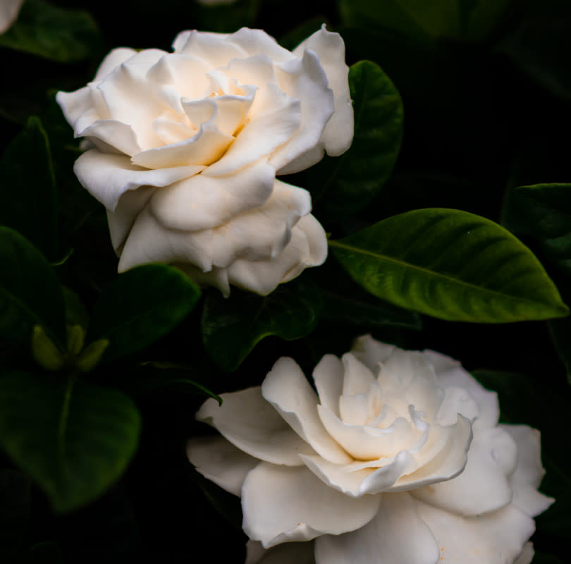 White gardenias and their leaves. <p>Parker Sturdivant/Unsplash</p>