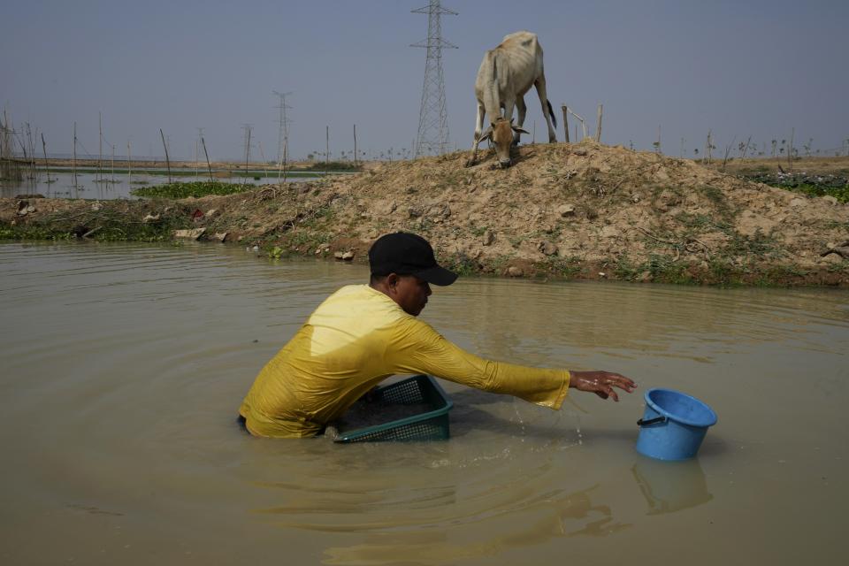 A man collects clams in the shallow lake of Trapaing Andoeuk during dry season outside Phnom Penh, Cambodia, March 22, 2024. (AP Photo/Heng Sinith)