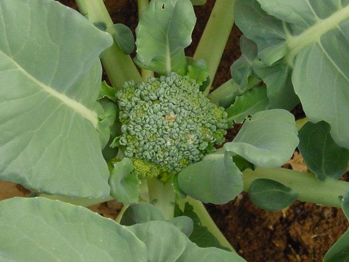 Heading crops — like broccoli, cauliflower and cabbage — need extra water once the heads set and begin growth.                       