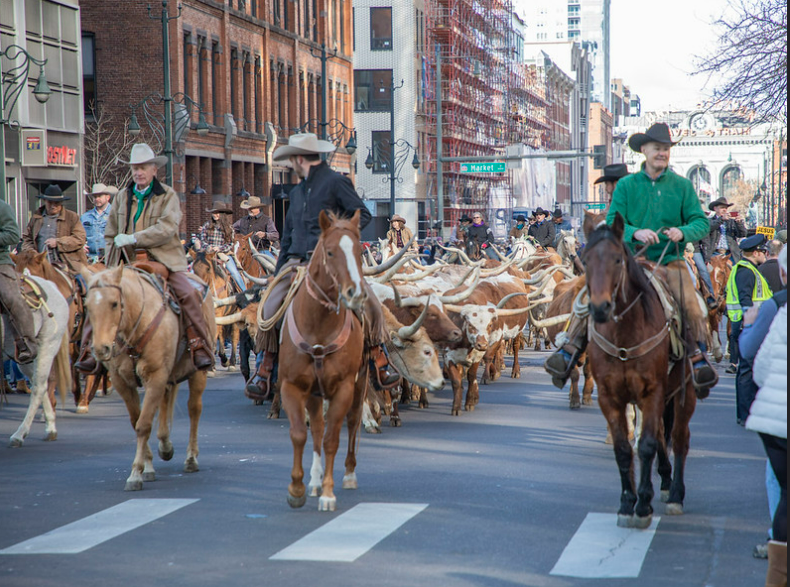 Longhorns are driven in downtown Denver, Colo. on Jan. 4, 2024 during the National Western Stock Show annual parade to kick off the event.