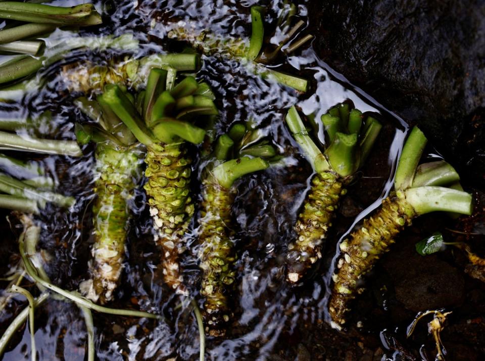Newly harvested wasabi roots are kept in running water to keep them fresh (Reuters)