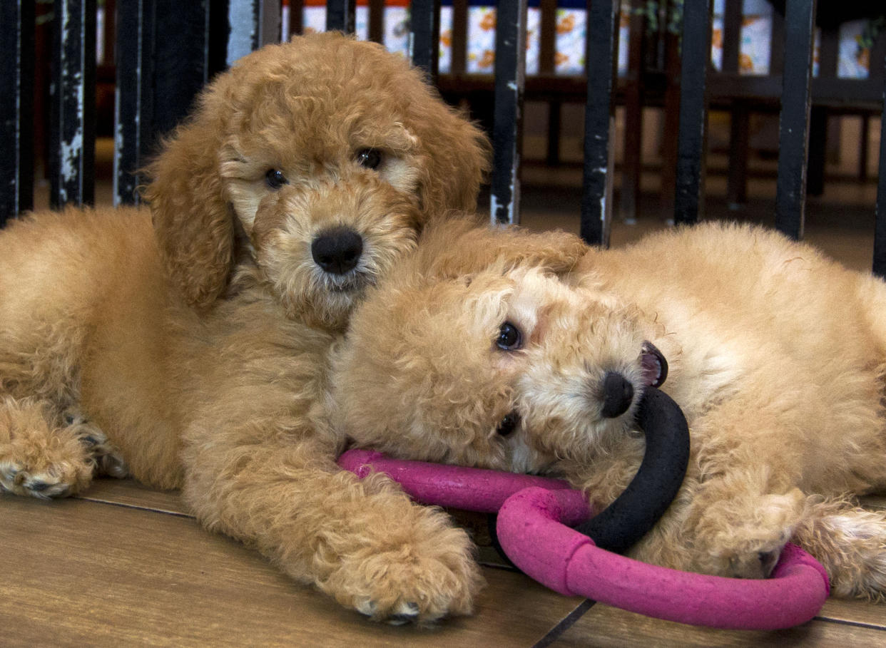 FILE - Puppies play in a cage at a pet store in Columbia, Md., Aug. 26, 2019. New York has become the latest state to ban the sale of cats, dogs, and rabbits in pet stores in an attempt to target commercial breeding operations decried by critics as “puppy mills.” The new law, signed by Gov. Kathy Hochul on Thursday, Dec. 15, 2022, will take effect in 2024. (AP Photo/Jose Luis Magana, File)