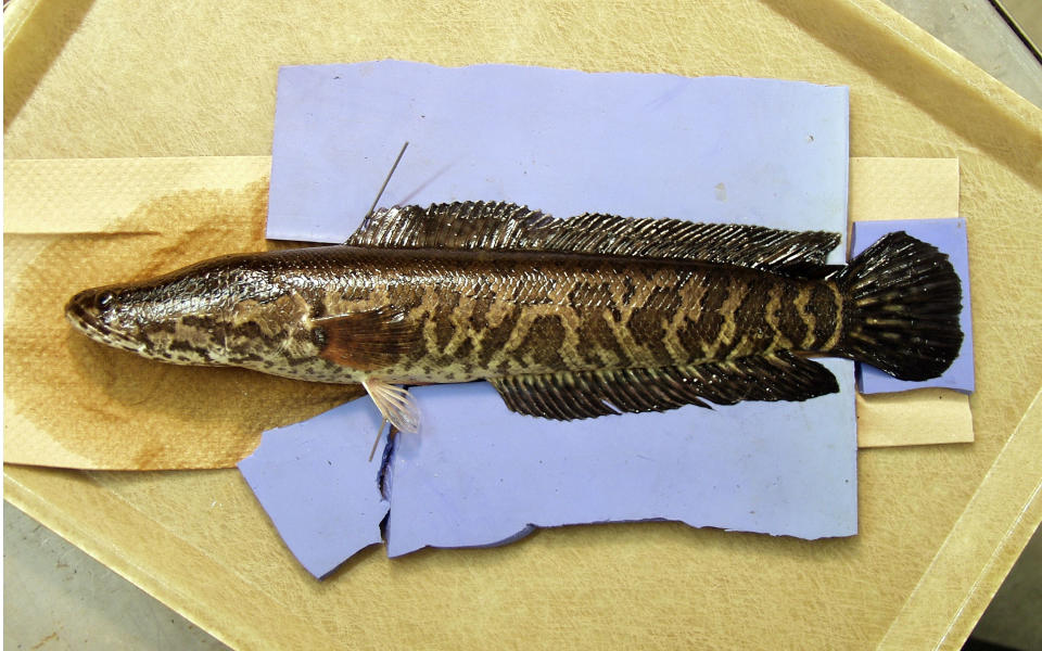 UNDATED:  In this undated handout photo from the U.S. Department of Agriculture, a northern snakehead fish lays in a tray. The northern snakehead, dubbed 