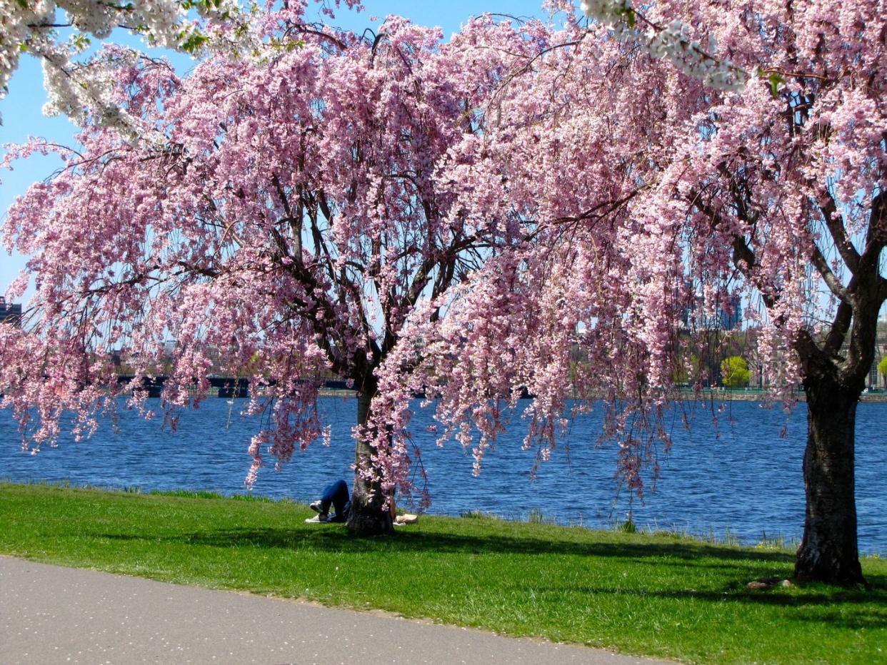 charles river, boston, ma, springtime, cherry blossoms