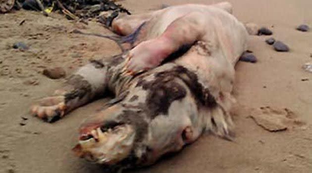 The mystery 'pig beast' of South Wales. Photo: Facebook/Peter Bailey