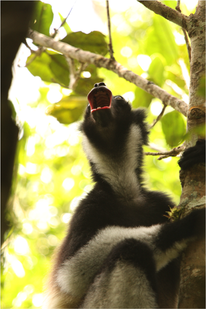 A lemur in a tree
