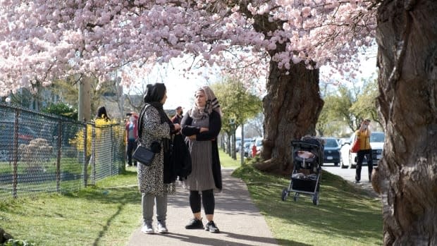 Crowds of people flock to a residential street in East Vancouver to enjoy the large cover of cherry blossoms over the Easter long weekend.