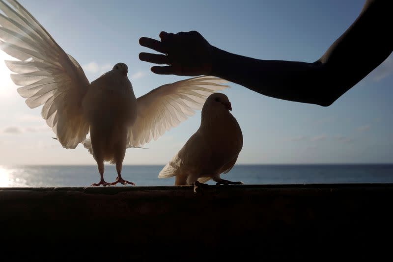 Cubanos recurren a la cría de palomas como escape en medio de la pandemia del coronavirus