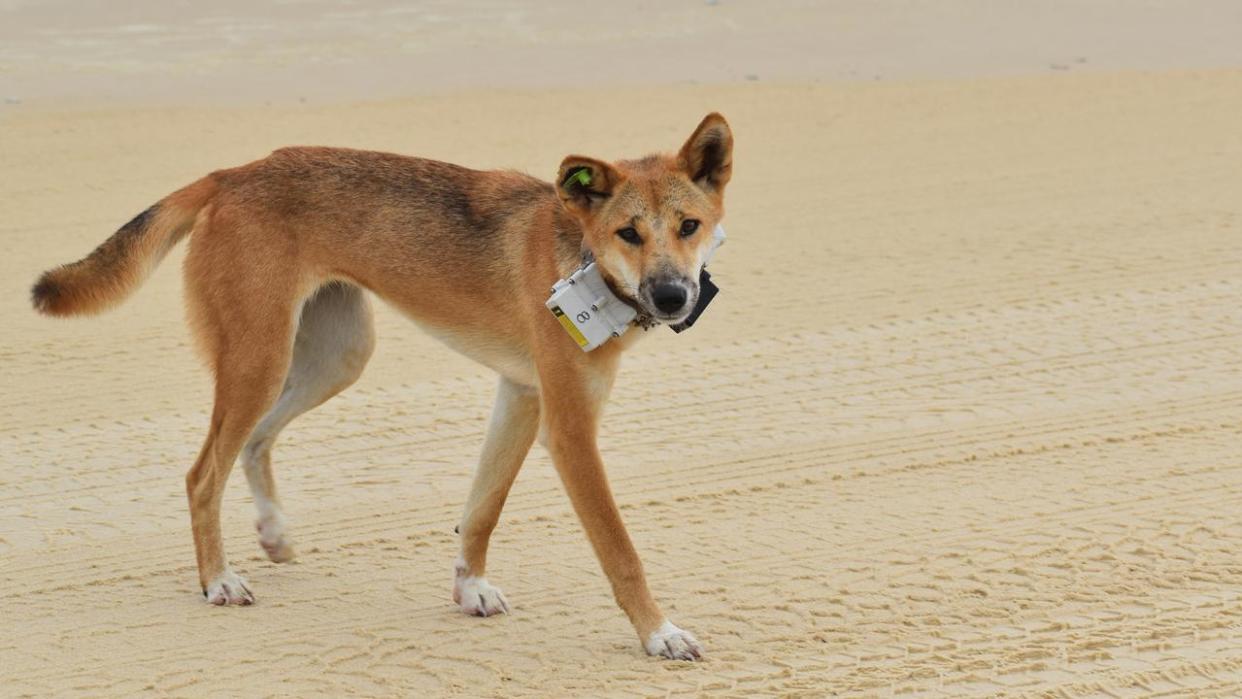 A dingo has bitten a 10-year-old boy on K'gari.