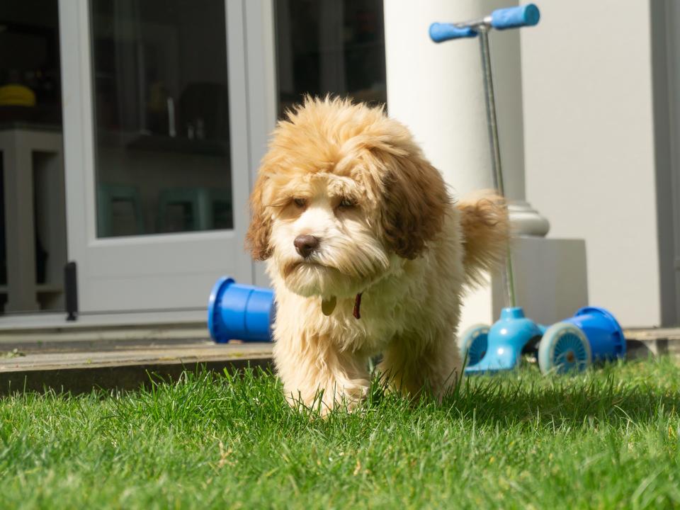 Lowchen dog outside in yard