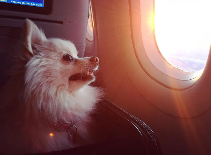 <p>Andere sind schon richtige Profis im Fliegen. (Bild: Instagram/PippaThePomm) </p>