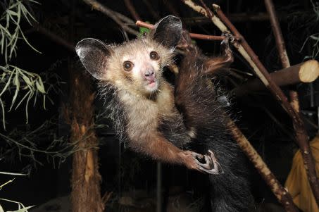 Aye Aye adulte Crédit : David haring ans Duke Lemur Center