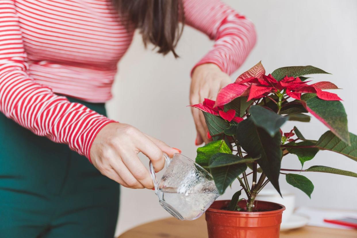 woman watering poinsettia plant while standing at home