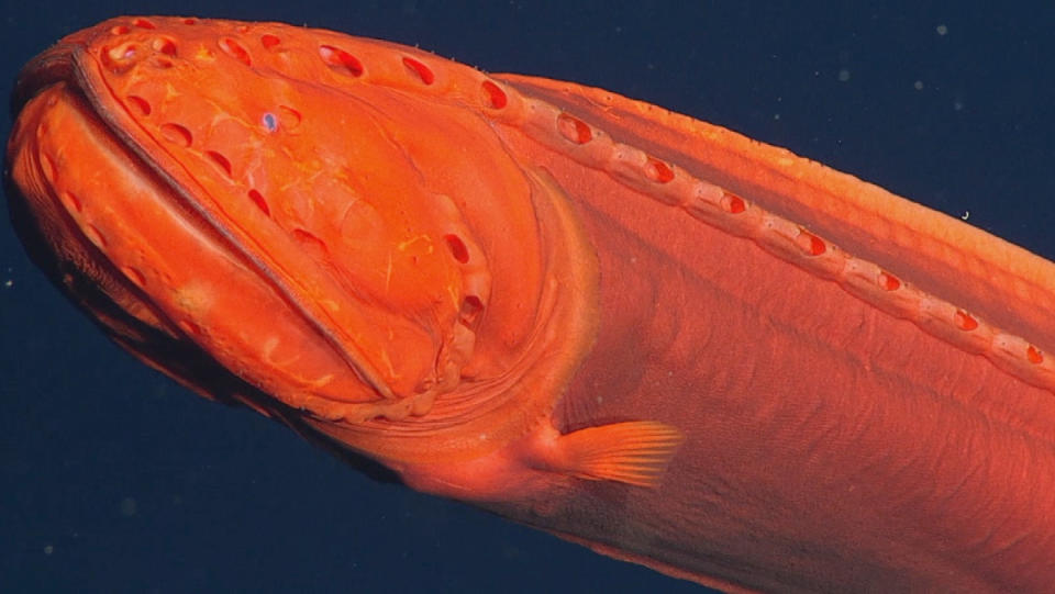 A fiery orange whalefish swimming through the dark-blue depths of the ocean.