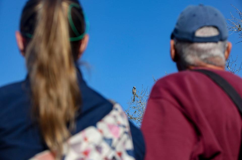 Volunteers observe a Florida scrub jay at Wabasso Scrub Conservation Area, Feb. 1, 2024, in Indian River County. The volunteers, covered under Monica Folk’s federal recovery permit for an endangered species, collect scientific information on the eight scrub jay families on the property.