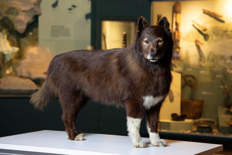 A good dog with great genes - 1920s Alaska hero dog Balto