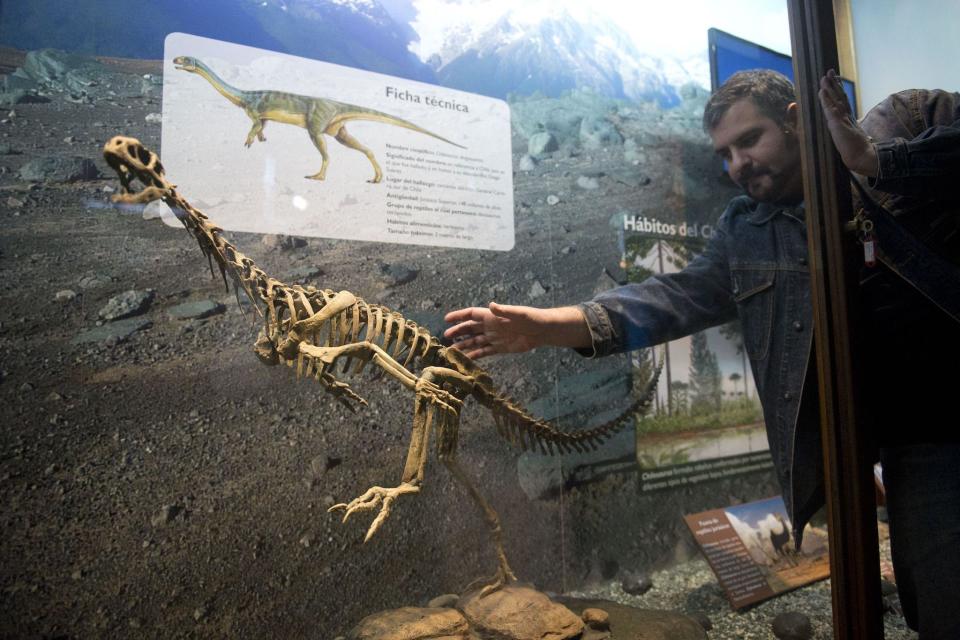 A researcher places a replica of a Chilesaurus diegosuarezi, a bizarre genus of herbivorous theropod dinosaur, is exhibited at the Bernardino Rivadavia Natural Sciences Museum in Buenos Aires, Argentina, on June 23, 2015: Getty