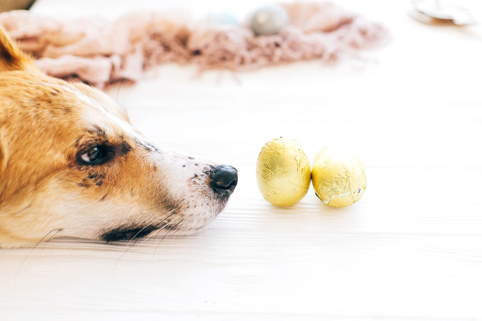 Chocolate can be highly toxic to dogs and cats — making Easter an important time to stay vigilant. (Getty) Cute dog lying at stylish easter chocolate eggs in golden foil on white wooden background and looking with cute eyes. Modern easter eggs. Happy Easter. Space for text.