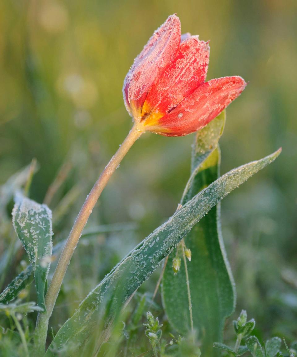 tulip in frost