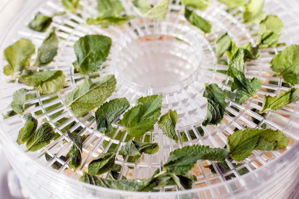 Fresh mint is dried white food dehydrator tray on table. 