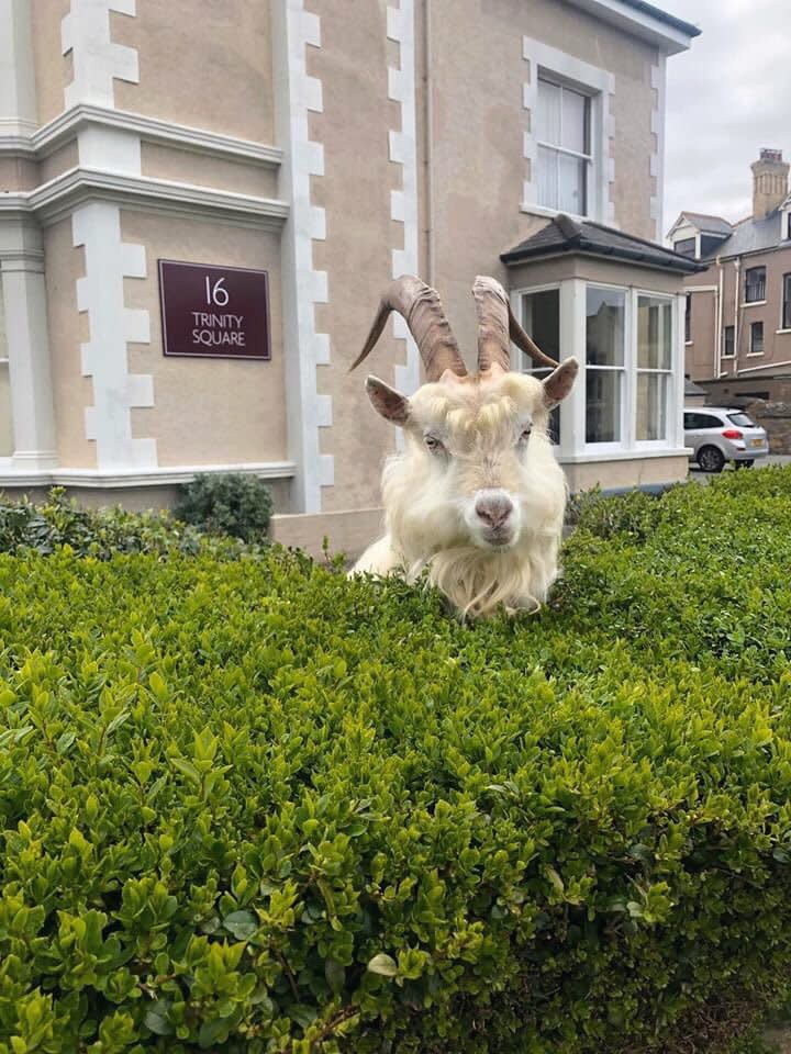 One of the goats resting in a hedge. (Wales News)