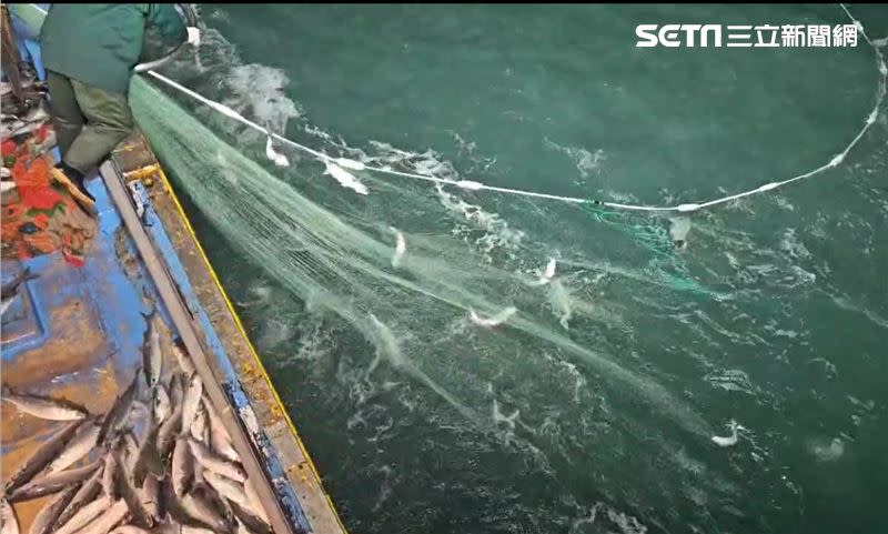 每灑網都中！彰化漁民出海捕撈烏魚大豐收，2萬尾烏魚入港。(圖/翻攝畫面)