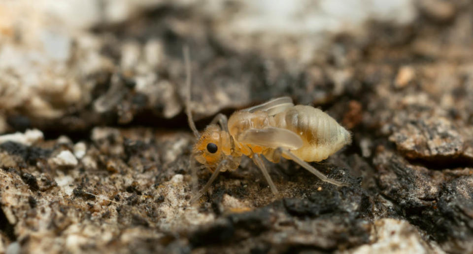 Booklice, also known are barklice, eating off tree. 