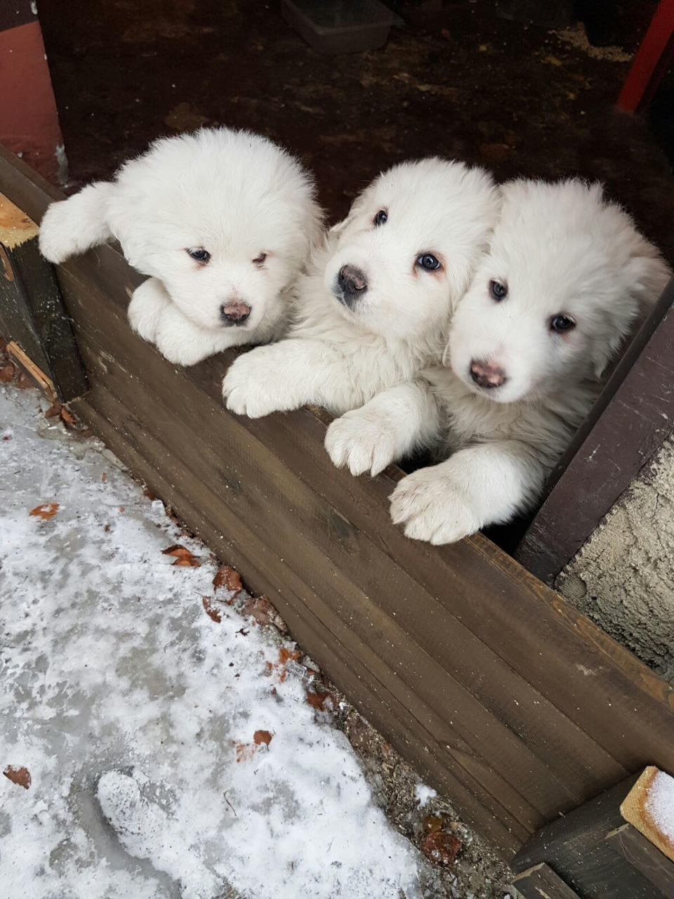 En esta imagen, tomada el 17 de enero de 2017, tres cachorros en el at the Hotel Rigopiano, cerca de Farindola, en el centro de Italia, un día antes de una avalancha de nieve que sepultó el hotel. Los equipos de emergencia rescataron el 23 de enero de 2017 a los tres cachorros, que sobrevivieron durante días bajo la nieve. (Marisa Basilavecchia via AP)