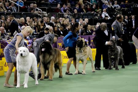 Dogs in the working group are judged during competition. REUTERS/Mike Segar