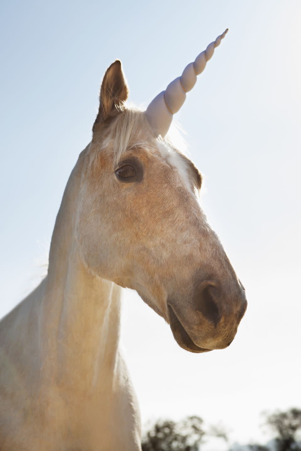 The unicorn is the national animal of Scotland.