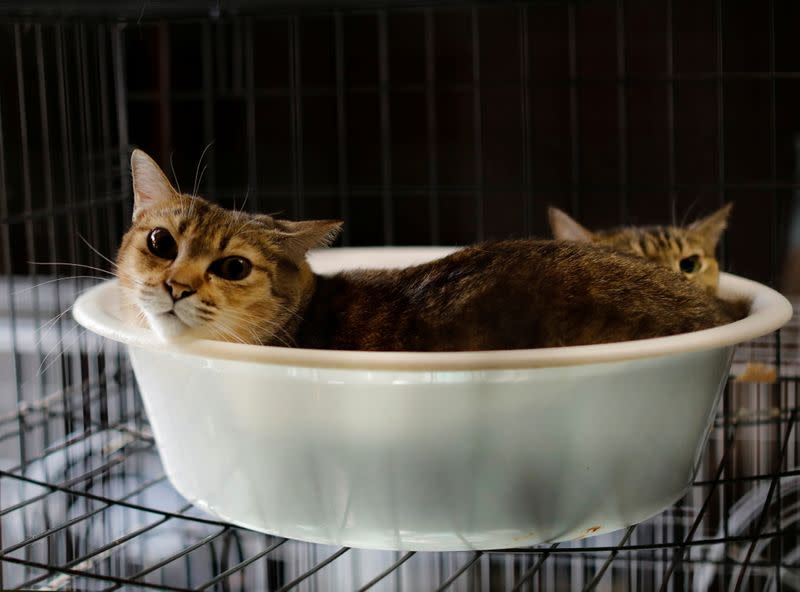 The Wider Image: The man who saves forgotten cats in Fukushima's nuclear zone