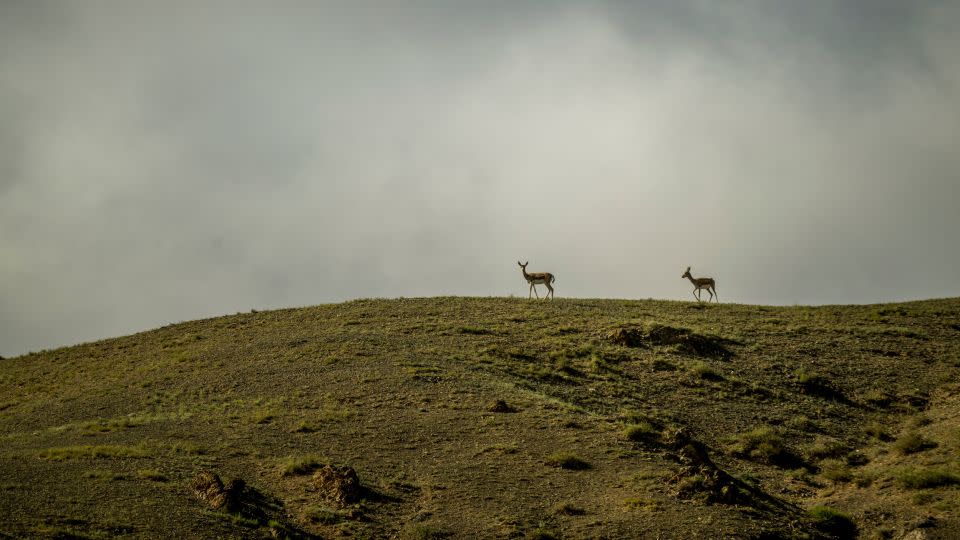 Goitered gazelles, or black-tailed gazelles, on a hillside in the Gobi Desert in southern Mongolia. Increased road traffic and industrial development restricts their long-range movement. - Wolfgang Kaehler/LightRocket/Getty Images