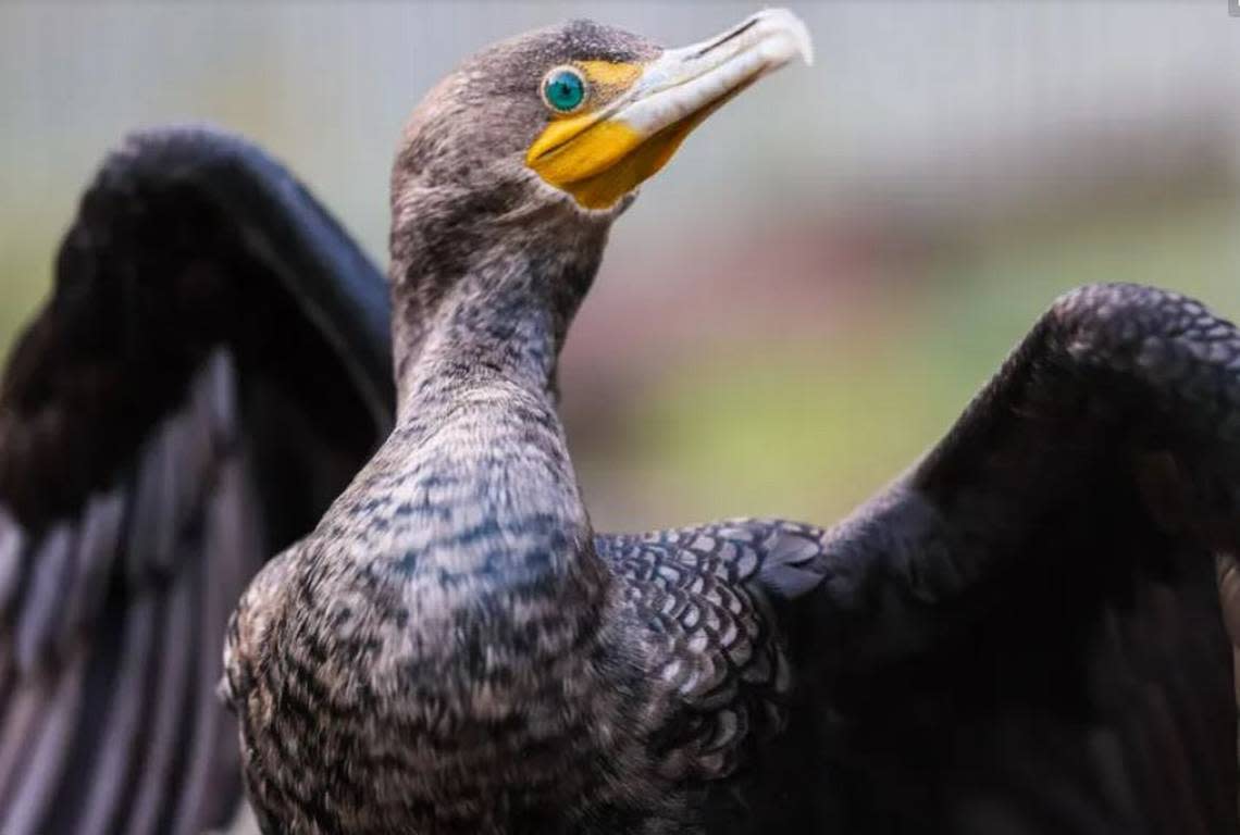 Cormorants are far more beautiful up close than can be appreciated from a distance, with flashing turquoise eyes and a poised, alert, intelligent demeanor. Cormie, a rescued cormorant at Wildlife Center of the North Coast, in Astoria, flaps her wings with excitement as visitors appreciate her on a recent afternoon.