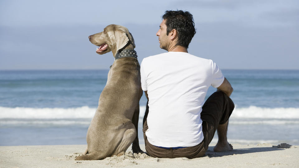 Man with weimaraner dog on beach