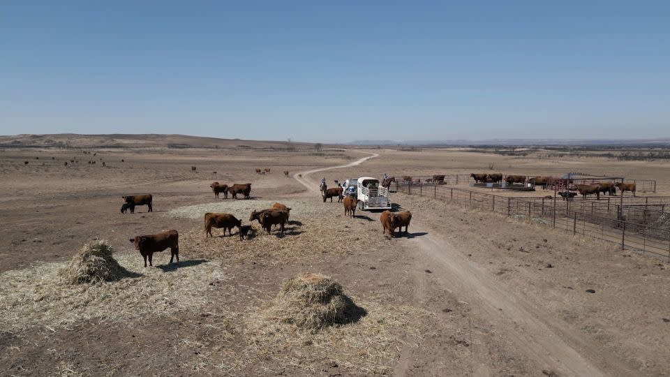 An aerial view of cattle on Shane Pennington's ranch. Pennington is one of many cattle farmers whose livelihoods have been devastated by the Smokehouse Creek Fire. - CNN