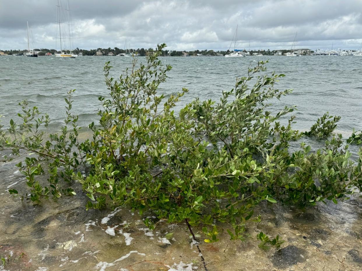 A red mangrove grows in the Intracoastal Waterway.