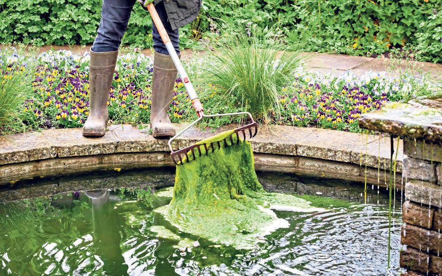 Warm weather and sunshine can send pond weed into overdrive - GAP Photos / Jonathan Buckley